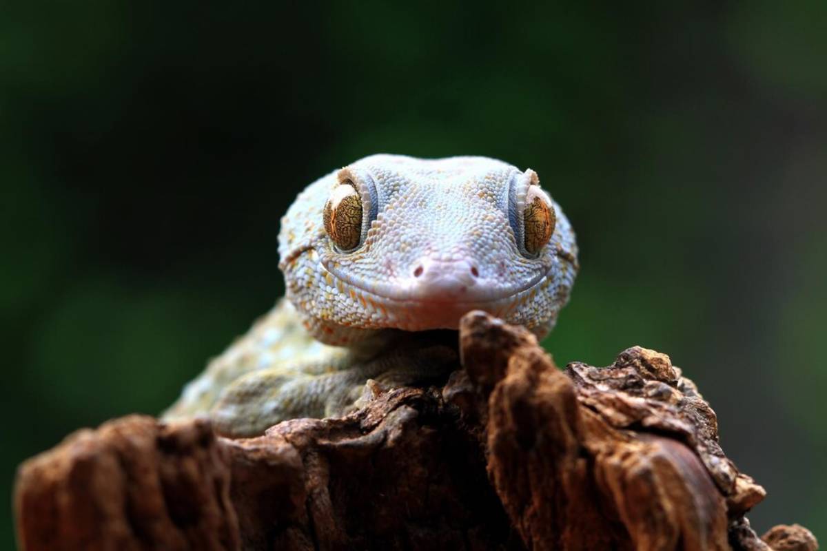 Close-up of a smiling gecko resting on textured wood against a blurred green background, showcasing its distinctive features.