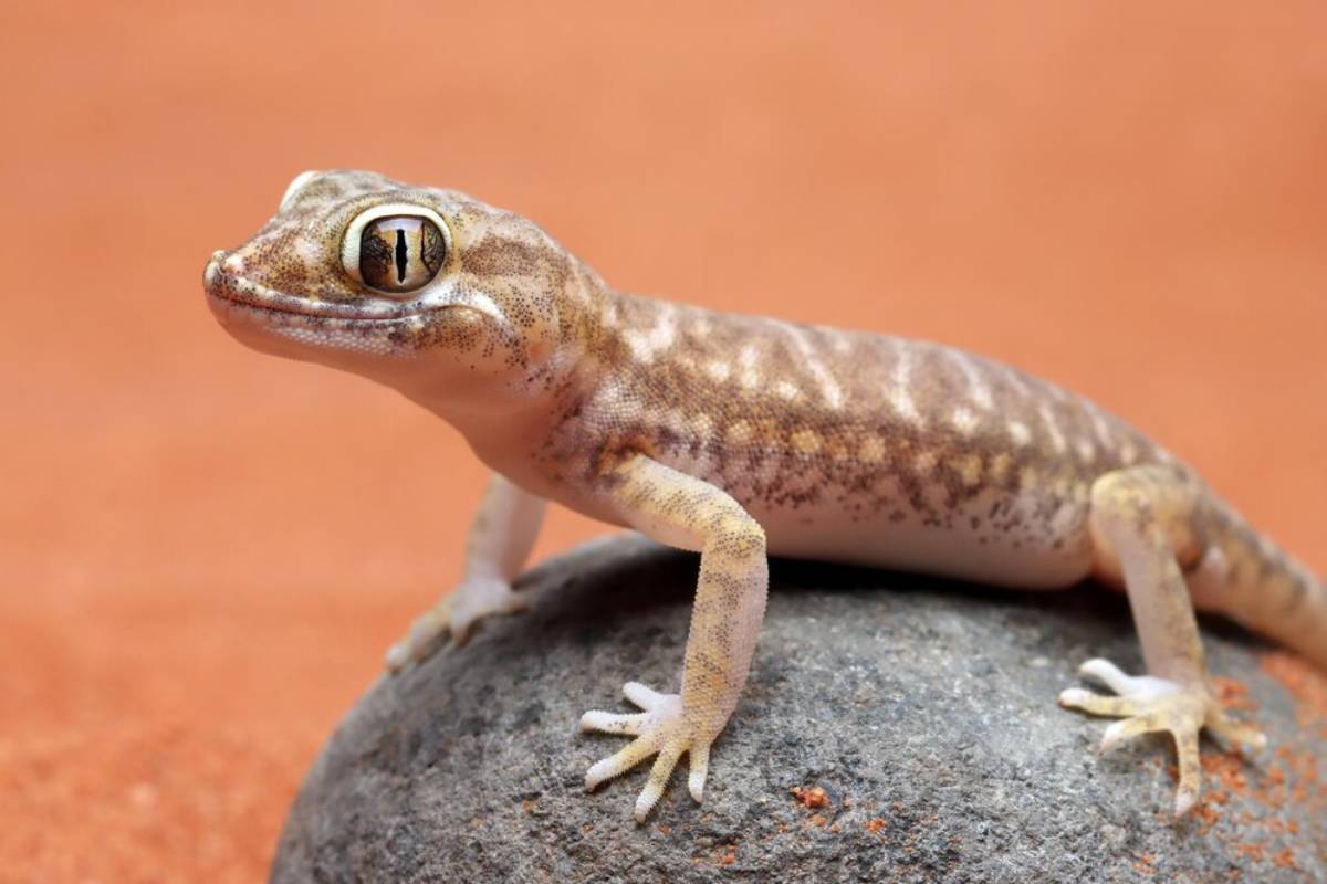 A brown and cream-patterned gecko perched on a smooth rock, against a warm orange background, gazing curiously with large eyes.