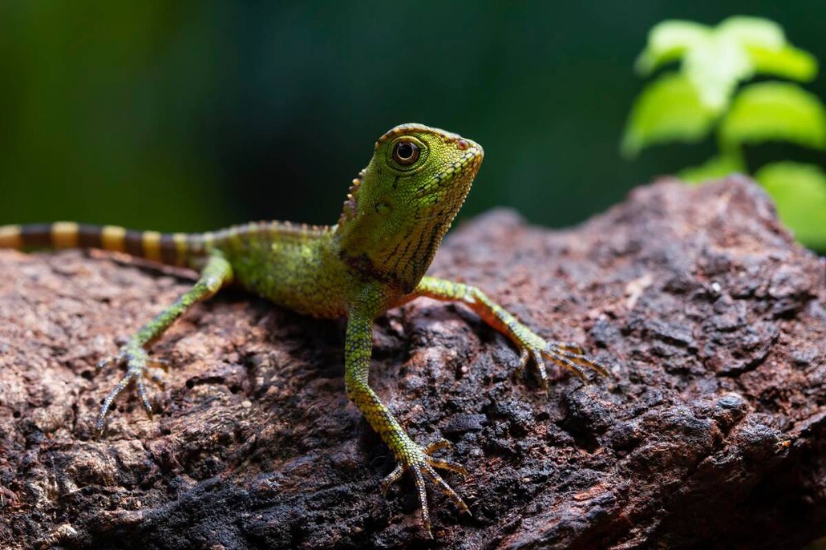 A green lizard with a distinctive pattern perches on a textured log, surrounded by lush greenery in the background.