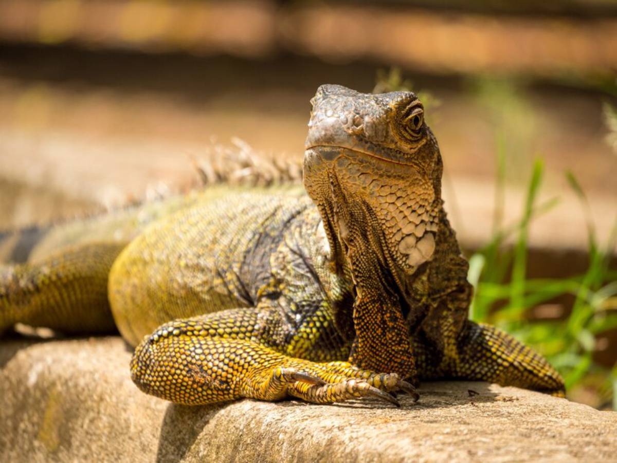 A close-up of a yellow-green lizard resting on a stone, showcasing its textured skin and alert expression against a blurred background.