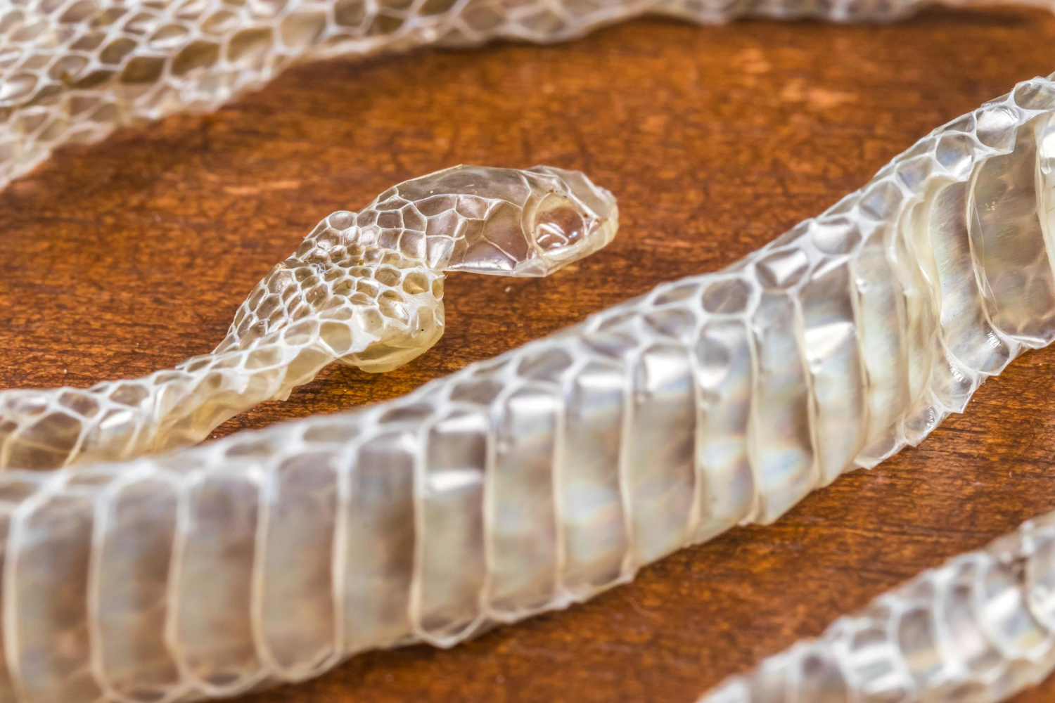 Close-up of a shed snake skin showing detailed scales and head structure, lying on a wooden surface.