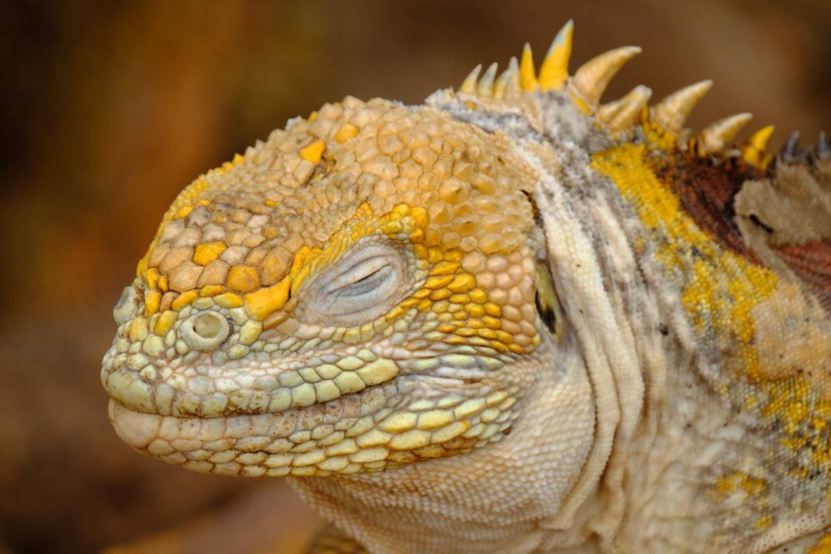 Close-up of a relaxed, textured lizard with yellow and orange scales, showcasing its peaceful expression and distinctive features.