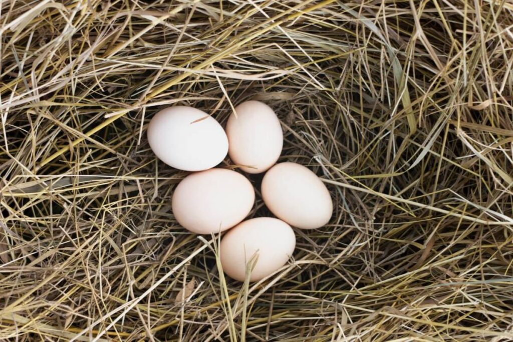 Five pale eggs nestled in a natural nest made of straw and dry grass.