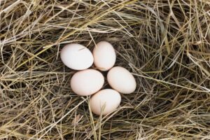 Five pale eggs nestled in a natural nest made of straw and dry grass.