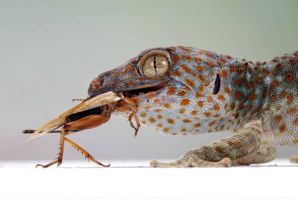 A close-up of a gecko capturing a cockroach, showcasing the gecko's detailed skin patterns and fierce gaze.