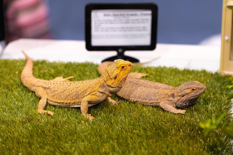 A group of lizards scattered on green grass in an outdoor setting.