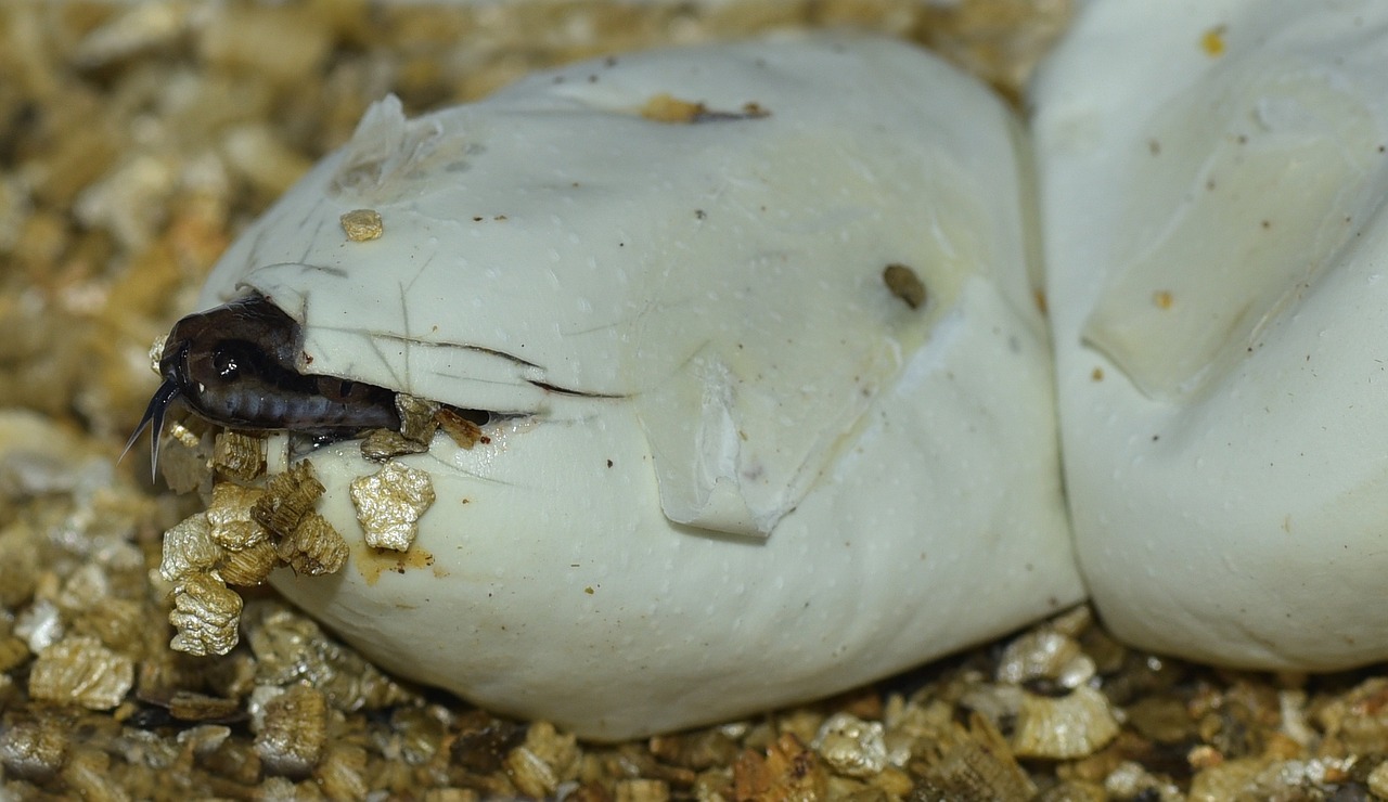 A snake coming out from its egg shell.