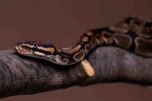 A close-up of a ball python resting on a branch, showcasing its intricate patterns and vibrant colors against a neutral background.
