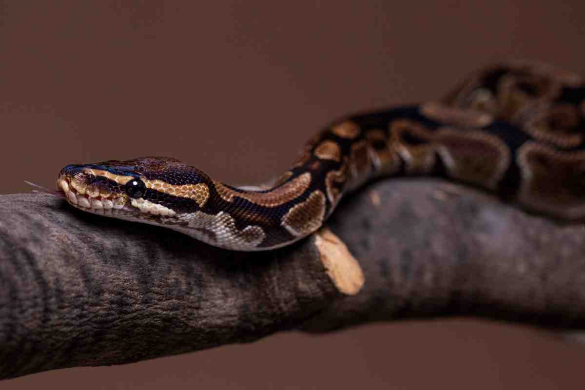 A close-up of a ball python resting on a branch, showcasing its intricate patterns and vibrant colors against a neutral background.