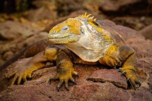 A colorful land iguana resting on rocky terrain, showcasing its textured skin and distinctive yellow-orange hues.