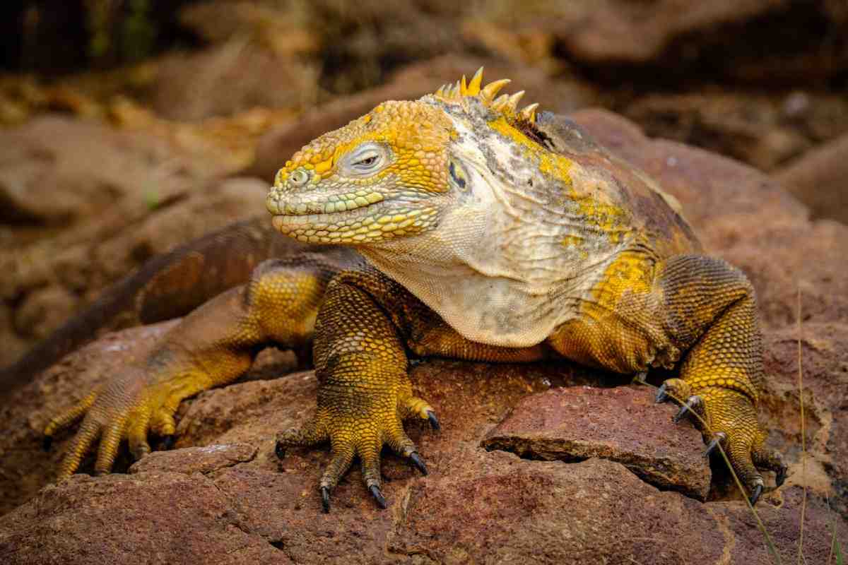 A colorful land iguana resting on rocky terrain, showcasing its textured skin and distinctive yellow-orange hues.