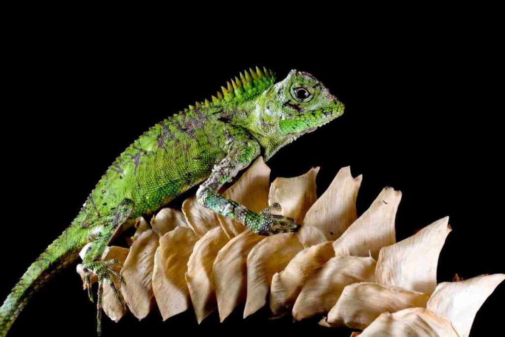 A vibrant green lizard perched on a textured, pale surface against a black background, showcasing its detailed scales and curious expression.