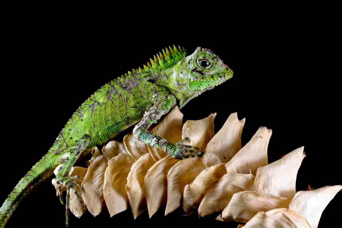 A vibrant green lizard perched on a textured, pale surface against a black background, showcasing its detailed scales and curious expression.