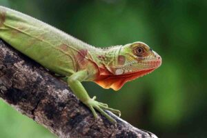 Close-up of a vibrant green iguana perched on a branch, showcasing its striking red throat and detailed scales against a blurred green background.