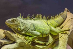 A green iguana resting on a wooden branch, showcasing its textured skin and prominent spines along its back.