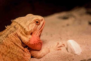 A close-up of a bearded dragon resting on sandy substrate, gazing intently at a small white rock nearby.