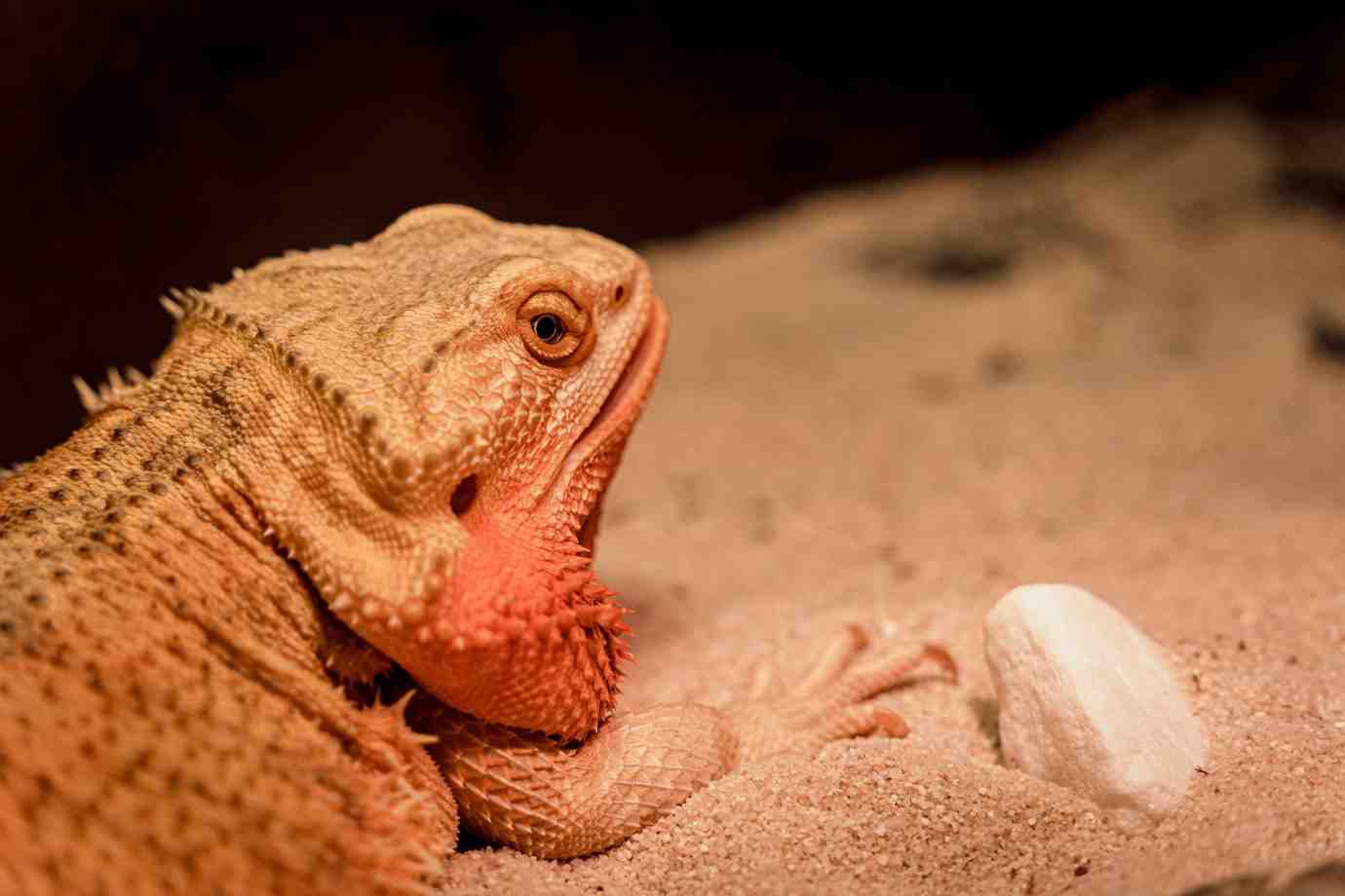 A close-up of a bearded dragon resting on sandy substrate, gazing intently at a small white rock nearby.