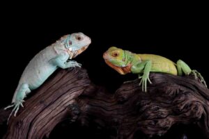 Two colorful iguanas, one light blue and one vibrant green, perched on a textured wooden branch against a black background.