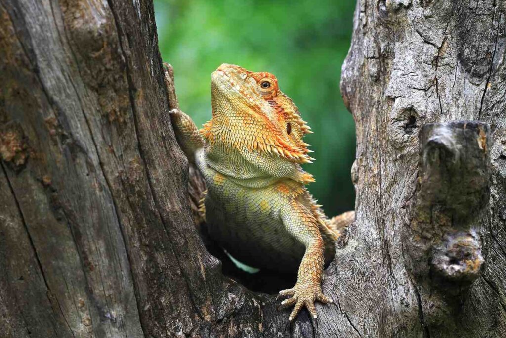 A bearded dragon perched on a textured tree trunk, gazing upwards with vibrant scales highlighted against a blurred green backdrop.