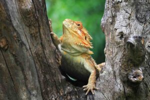 A bearded dragon perched on a textured tree trunk, gazing upwards with vibrant scales highlighted against a blurred green backdrop.