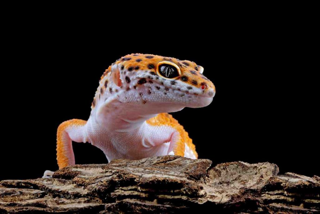 Close-up of a vibrant leopard gecko perched on a piece of bark, showcasing its orange and black spotted skin against a dark background.