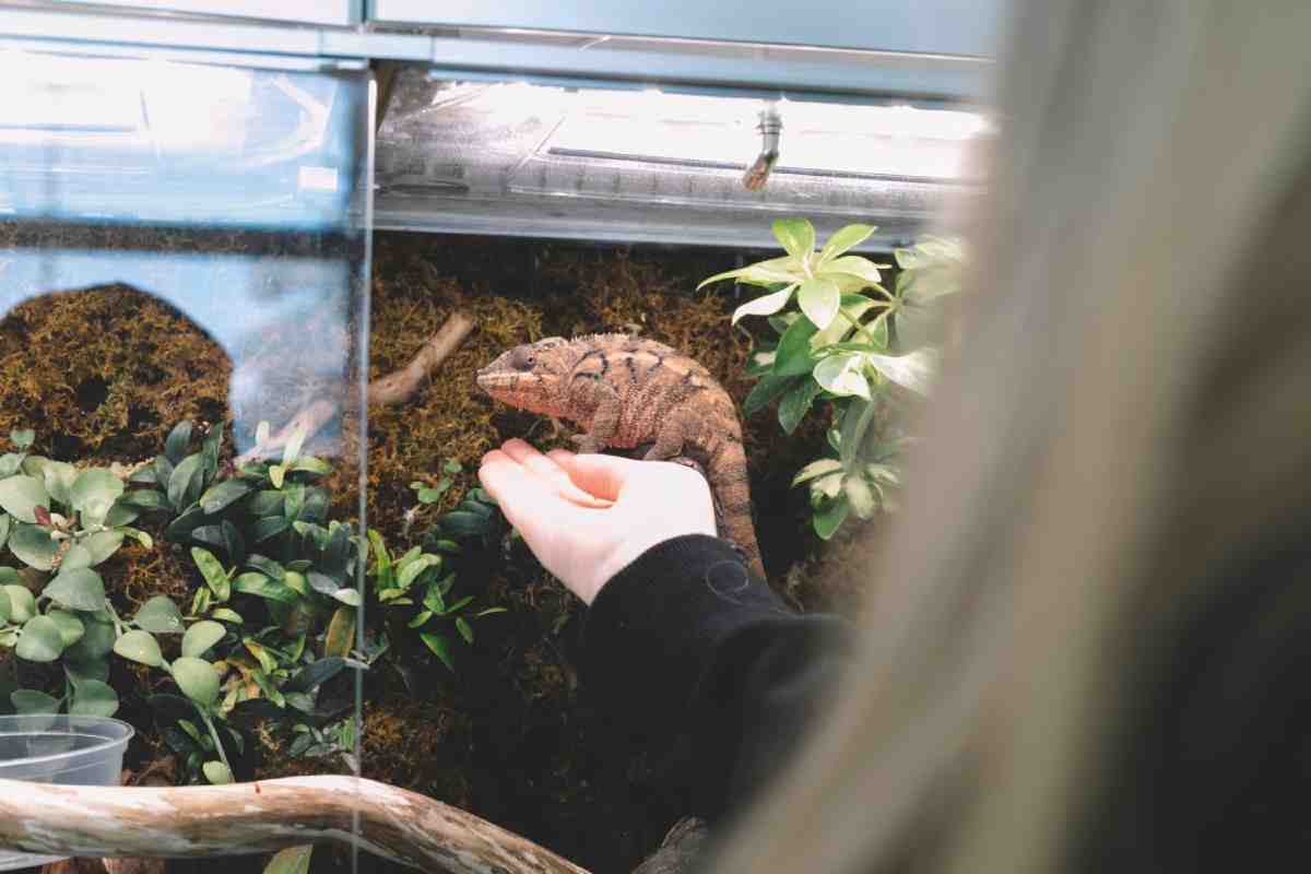A person gently holds out their hand to a chameleon resting on the edge of its terrarium, surrounded by lush greenery.