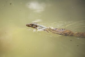 A monitor lizard swims gracefully through murky water, its patterned skin glistening in the light.