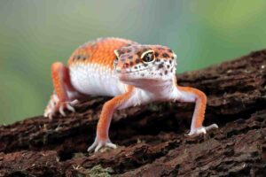 A vibrant orange and white leopard gecko perched on textured bark, showcasing its large eyes and distinctive spotted skin.