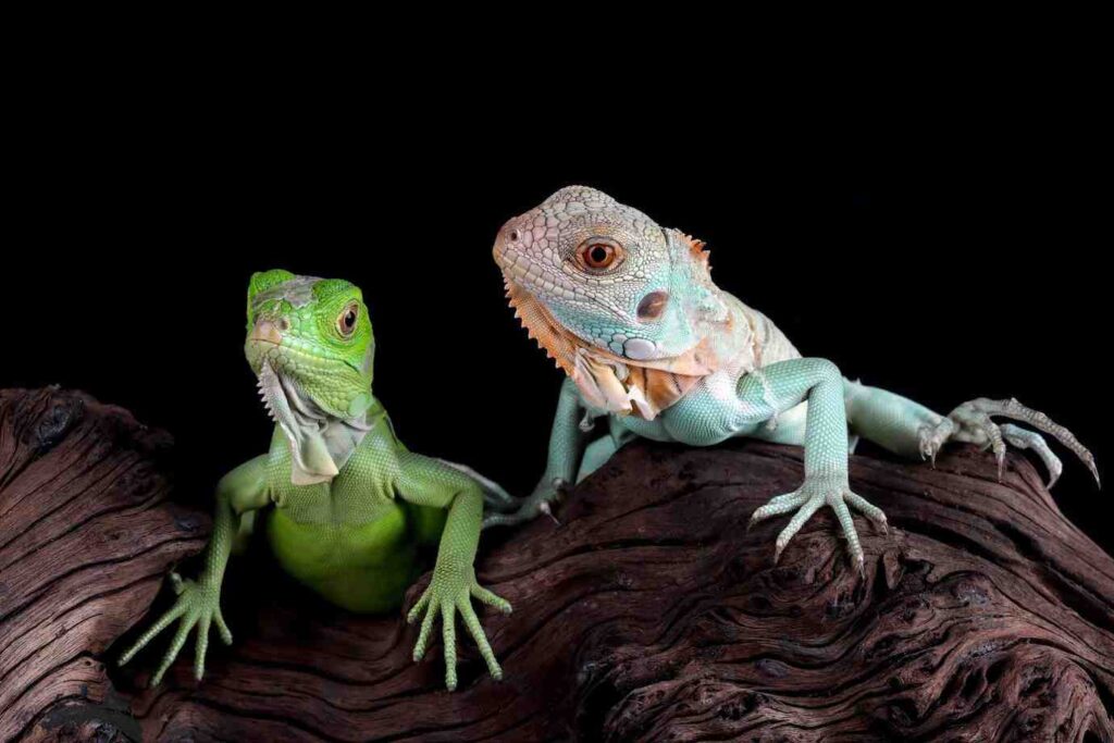 A vibrant green lizard and a pale blue iguana perched on a textured wooden branch against a black background.