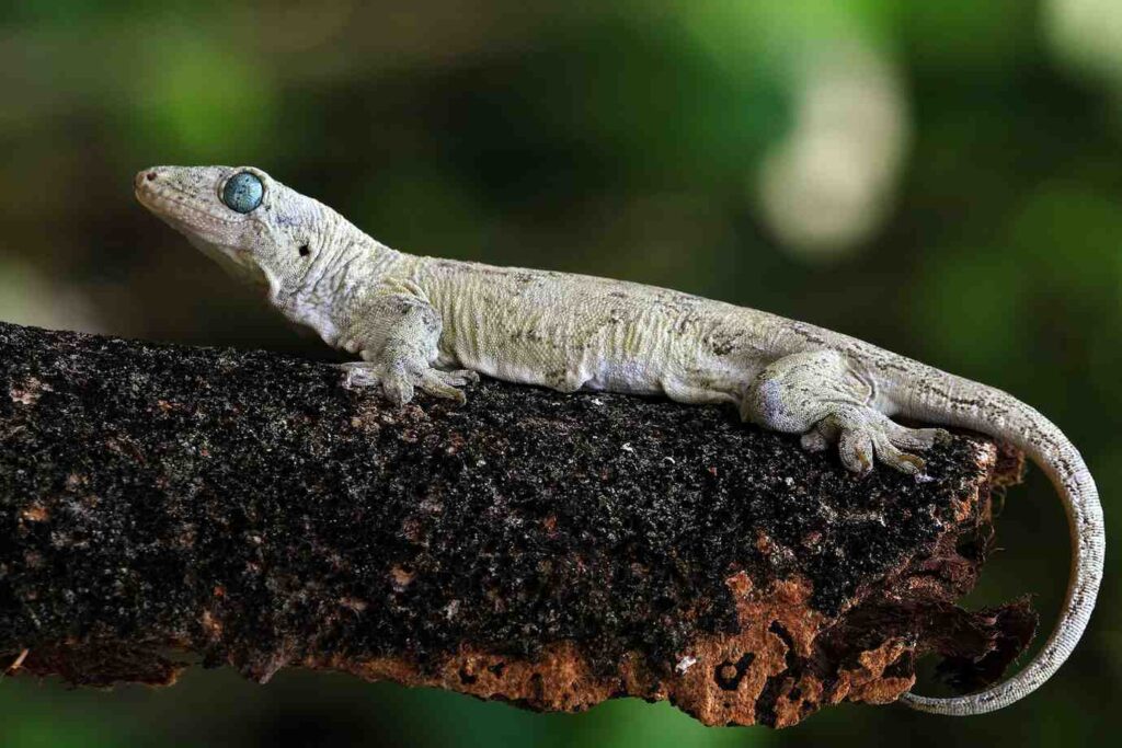 A close-up of a pale lizard with striking blue eyes resting on a textured tree branch, set against a blurred green background.