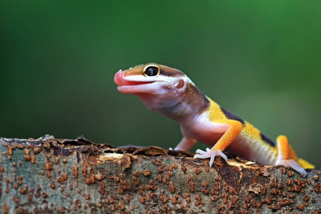 Close-up of a colorful lizard, displaying vibrant orange, yellow, and black markings, perched on a textured log against a green background.