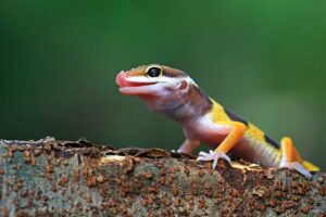 Supporting Reptile Conservation Efforts