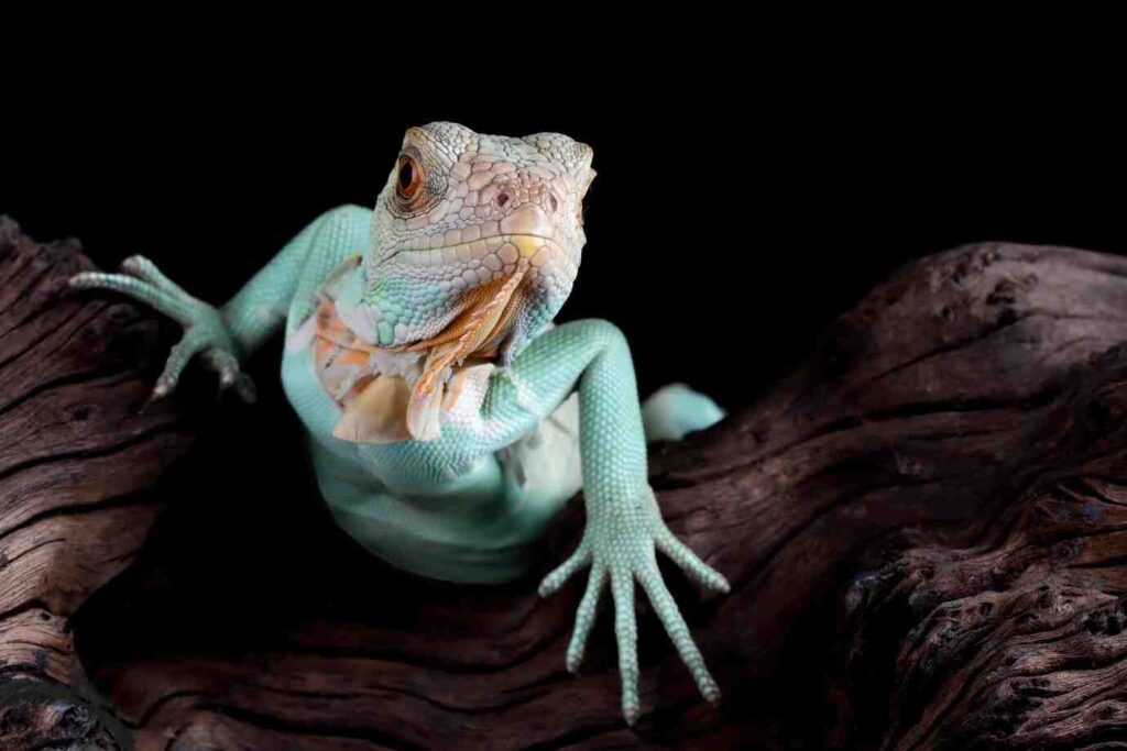 A striking light blue lizard with a textured skin and prominent frills rests on dark, textured wood against a black background.