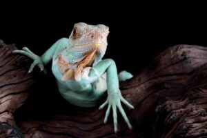 A striking light blue lizard with a textured skin and prominent frills rests on dark, textured wood against a black background.