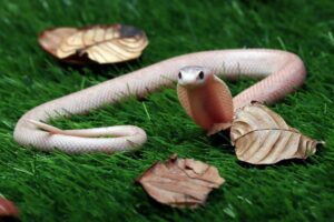 A light-colored snake with a distinctive face peaks out from green grass, surrounded by dried leaves.