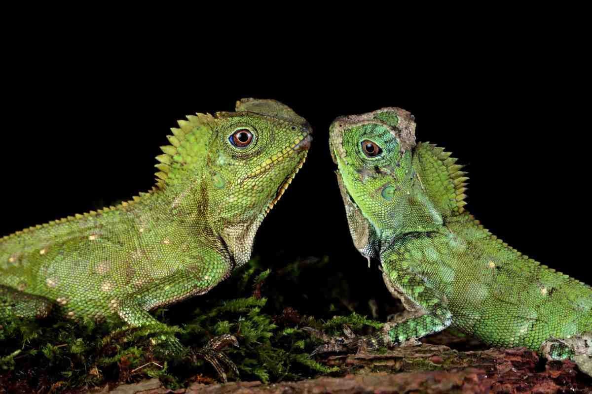 Two green lizards facing each other on a textured surface, showcasing intricate scales against a dark background.