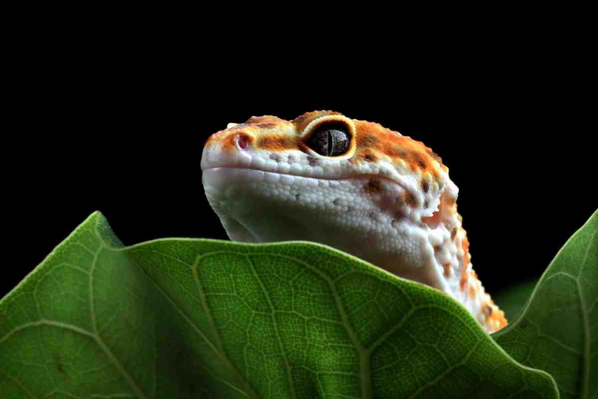 A close-up of a leopard gecko's head peeking from behind a green leaf against a black background. The gecko features orange and white patterns.