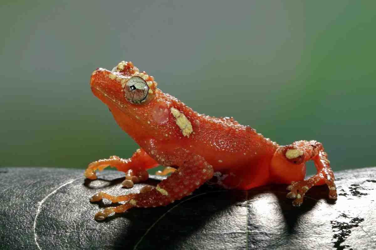 A bright orange frog perched on a dark leaf, showcasing textured skin and large, expressive eyes against a blurred green background.