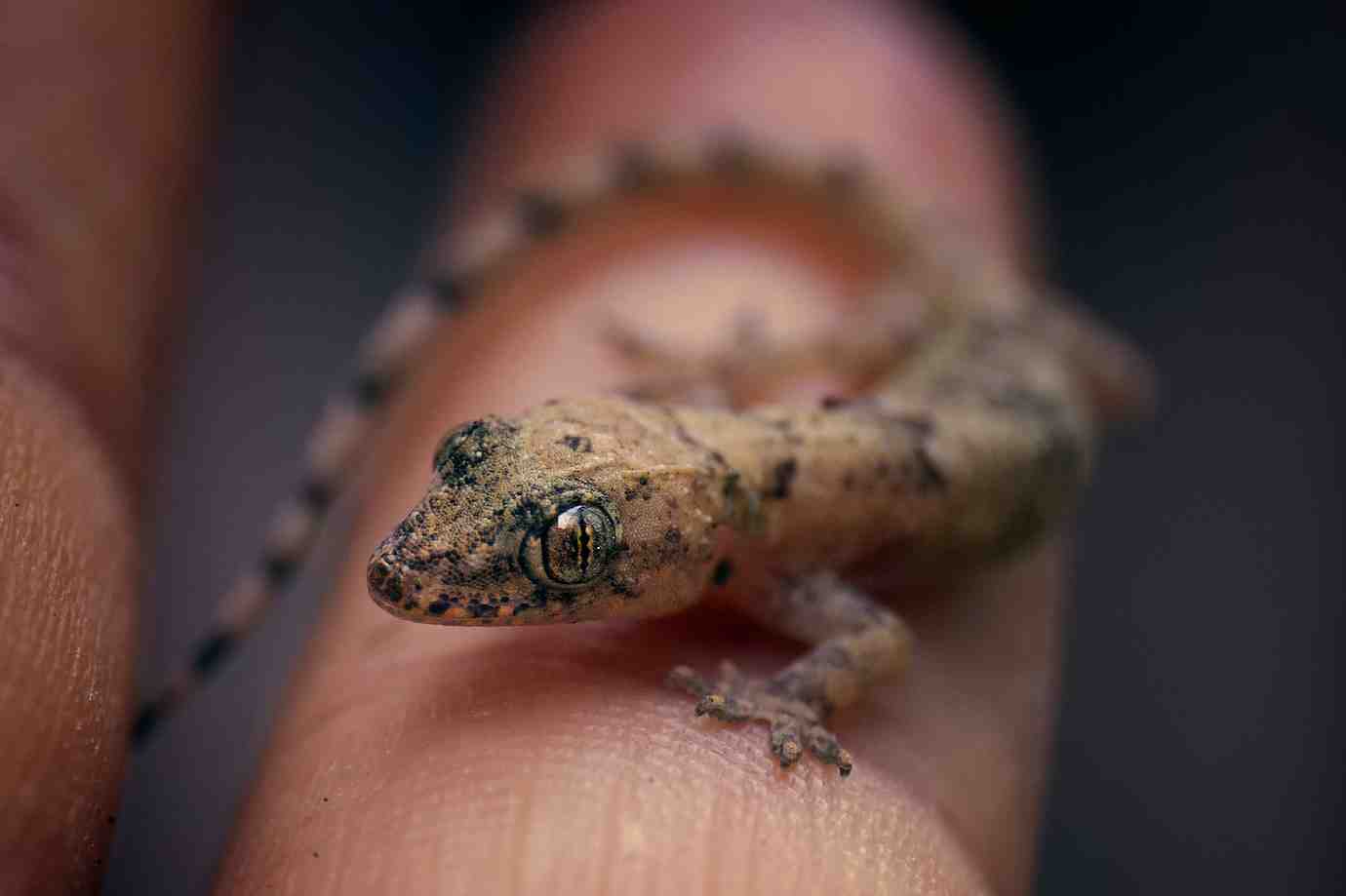 A small lizard is perched on a person's fingertip, showcasing its textured skin and delicate limbs against a blurred background.