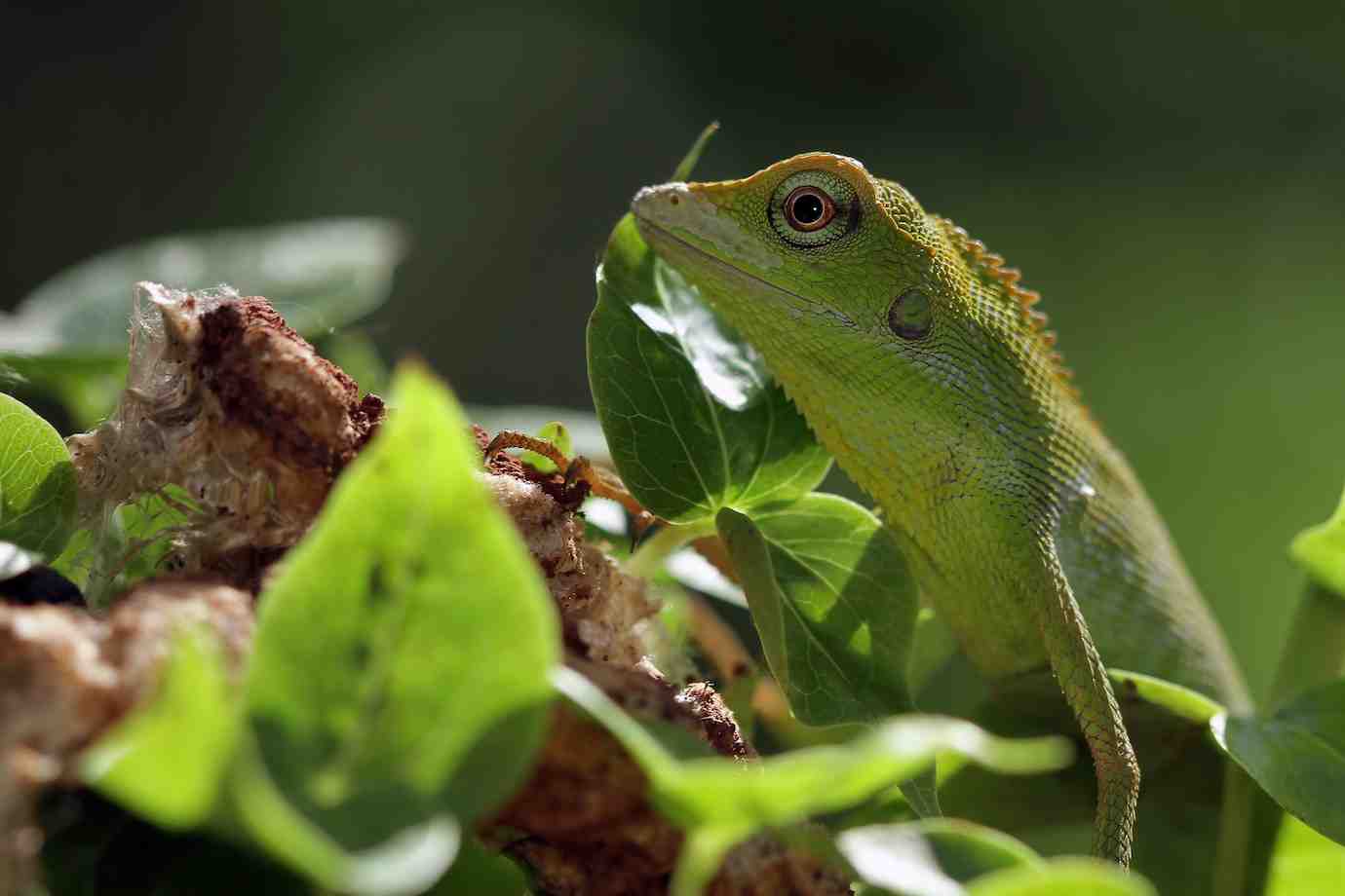 A close-up of a vibrant green lizard perched on leafy branches, blending with its natural surroundings in soft, diffused sunlight.