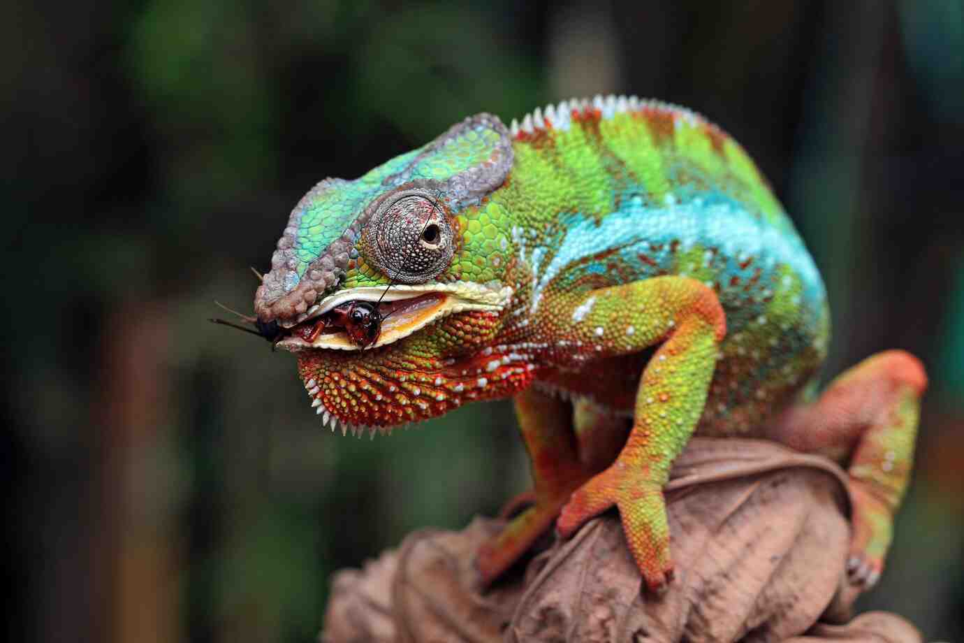 A vibrant chameleon with blue and green scales, gripping a leaf and holding an insect in its mouth against a blurred background.