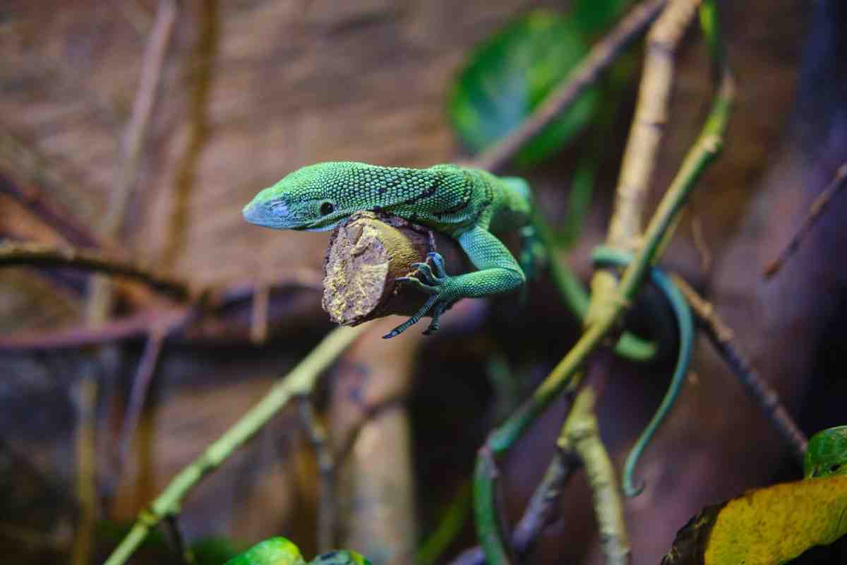 A vibrant green lizard perched on a branch, surrounded by foliage, showcasing its textured skin and focused gaze.