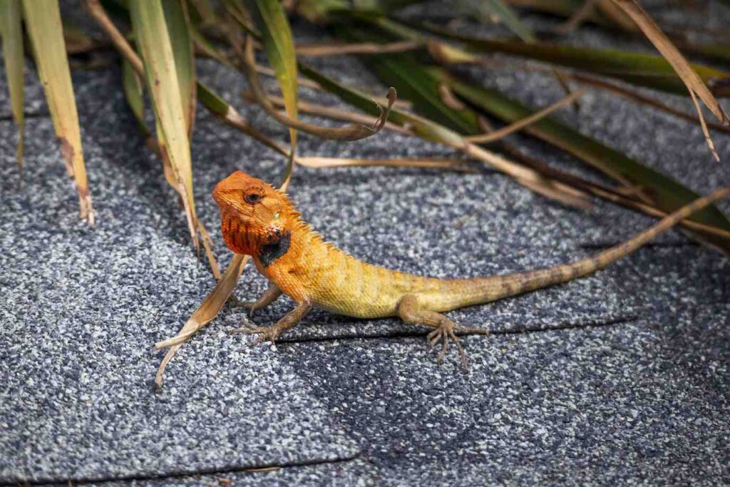 A vibrant orange and yellow lizard, with a spiky head, crawls across a textured surface surrounded by dry grass.