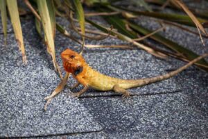 Preventing Parasites in Exotic Reptiles