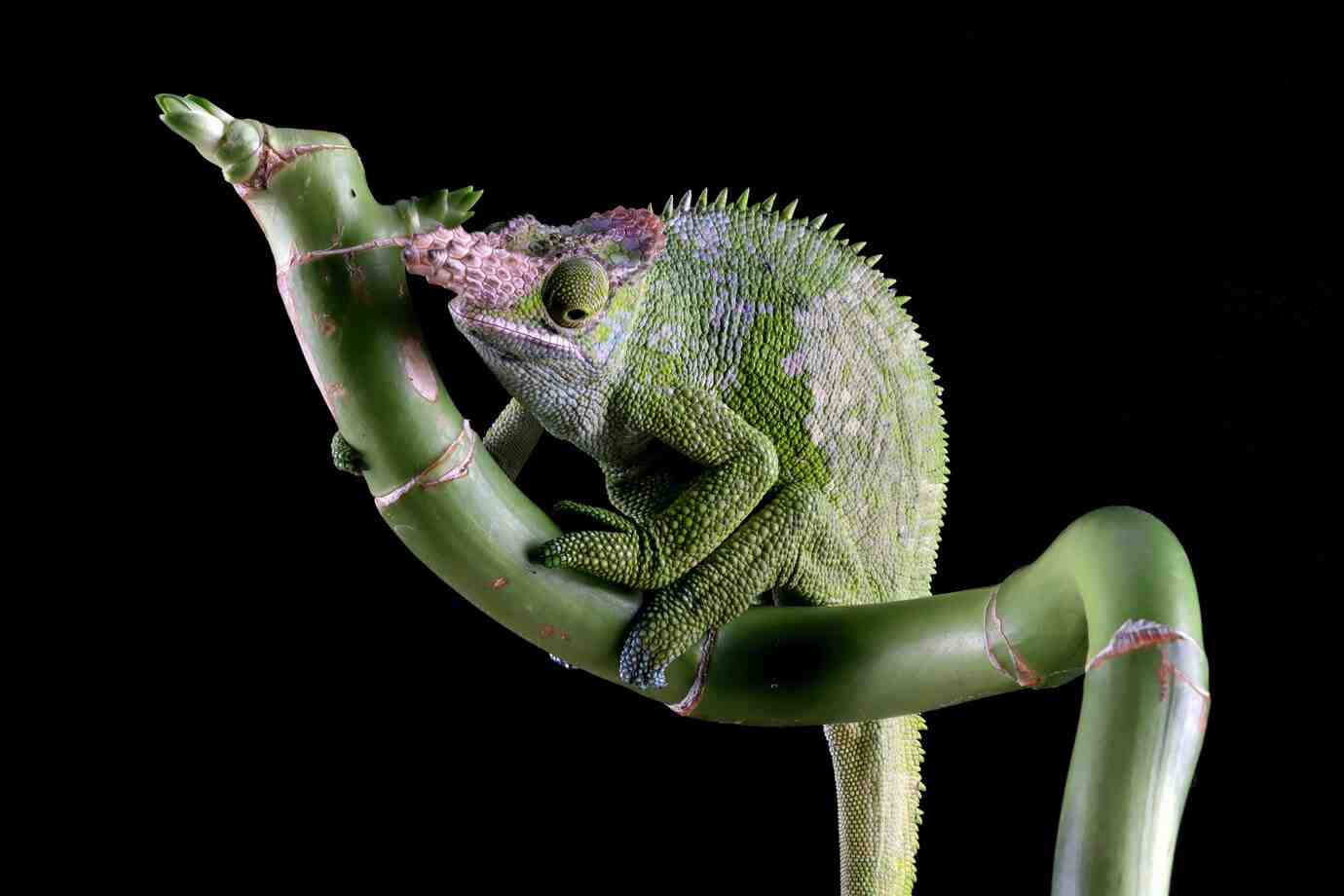 A vibrant green chameleon perched on a curved bamboo stem against a black backdrop, showcasing its textured skin and dorsal spines.