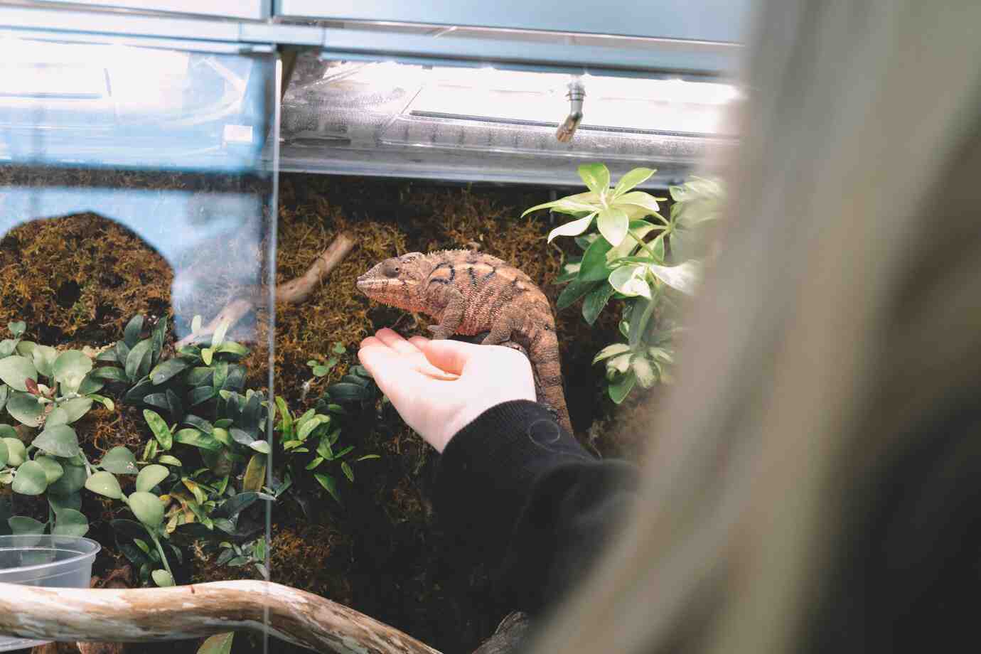 A lizard perched on a person's outstretched hand, surrounded by lush greenery in a glass terrarium.
