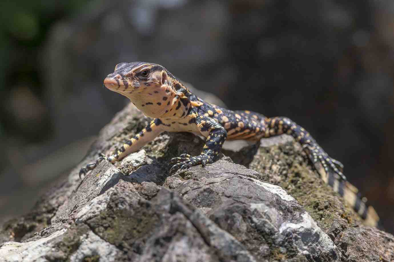 A colorful lizard with a speckled pattern lies on a textured rock, basking in sunlight in a natural outdoor setting.