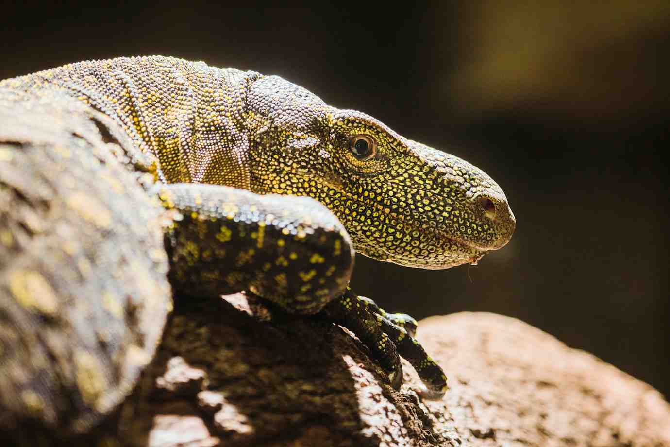 A close-up of a lizard’s head with vibrant yellow-green scales resting on a rock, set against a dark background.