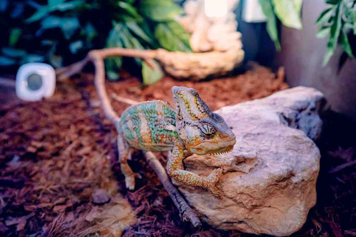 A colorful chameleon climbs a textured rock in a terrarium, surrounded by greenery and natural substrate.