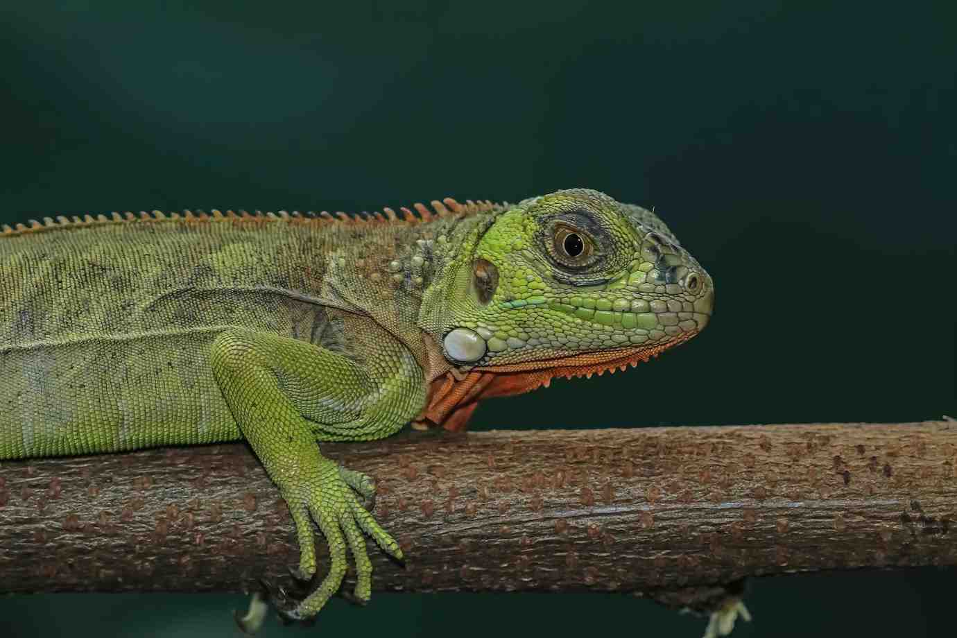 Close-up of a vibrant green lizard with textured skin, perched on a wooden branch against a dark background.